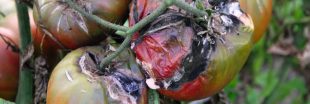 Tomates : les astuces infaillibles pour vaincre le mildiou