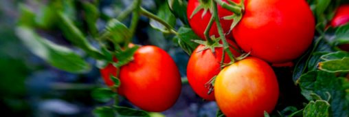 Voici la nouvelle tomate plus goûteuse et pour le circuit court