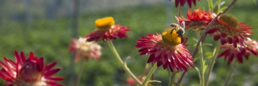 Pesticides : deux études confirment la nocivité des néonicotinoïdes