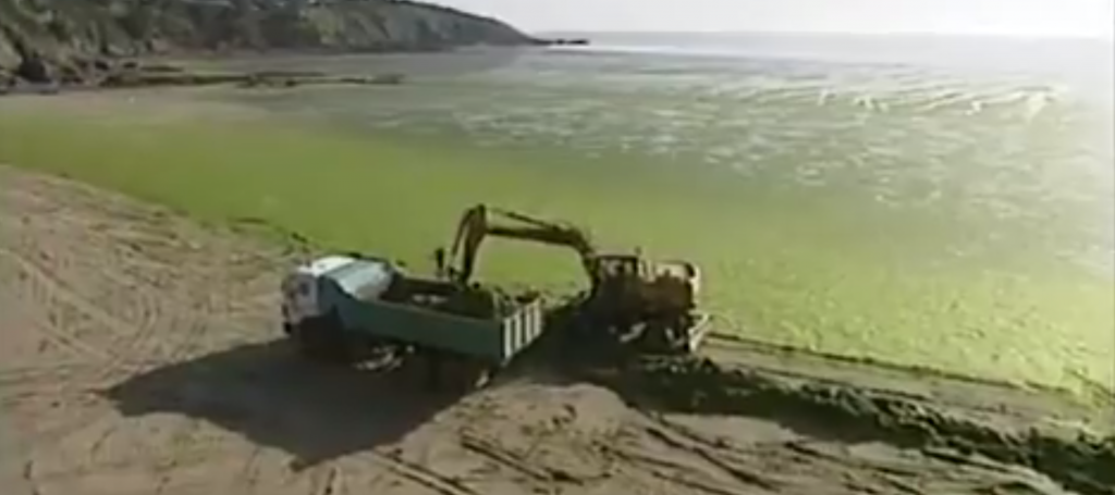 Plan rouge contre les algues vertes sur les plages bretonnes