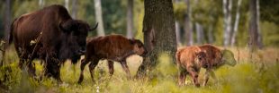 L'UE tente d'arrêter le massacre dans la dernière forêt primaire d'Europe