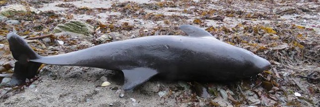 La pêche au chalut responsable des échouages massifs de dauphins sur les plages de l’Atlantique