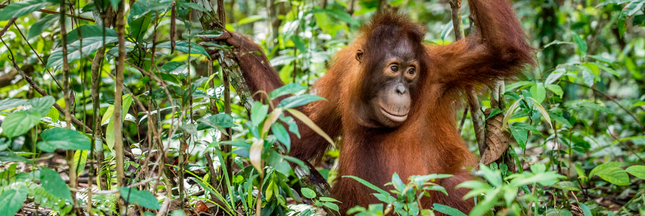 Unilever et Nestlé accusés de déforestation en Indonésie