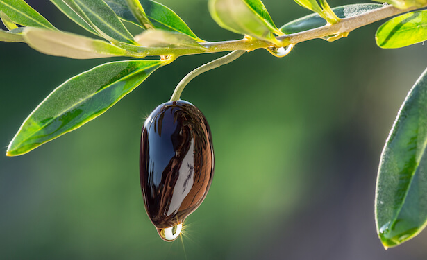 choisir son huile d'olive