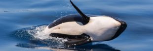 SeaWorld : mort du dernier bébé orque né en captivité