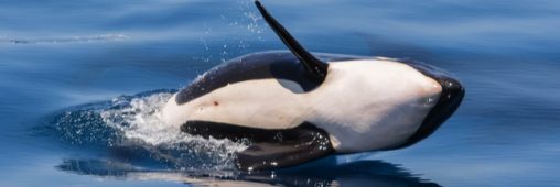 SeaWorld : mort du dernier bébé orque né en captivité