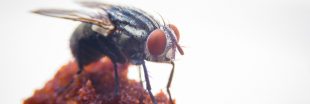 Les mouches, nuisibles ? Non, pollinisatrices !
