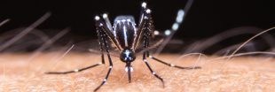 Google s'apprête à lâcher 40 millions de moustiques dans la nature