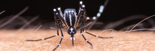 Google s’apprête à lâcher 40 millions de moustiques dans la nature