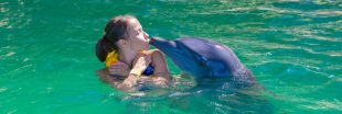 Nager avec les dauphins : une pratique dangereuse