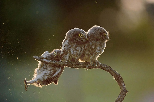 chouettes