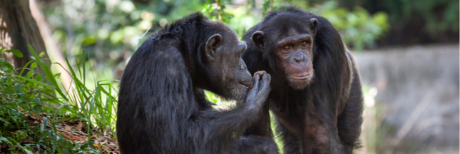 Comment l'opinion d'autrui influence nos décisions au sein d'un groupe