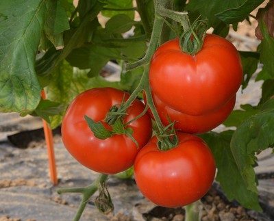 Nouvelle tomate INRA 2017 © Inra, René DAMIDAUX