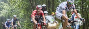 Des arbres centenaires condamnés pour le Tour de France
