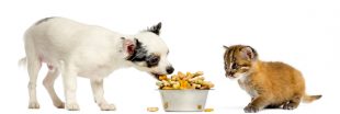 Les croquettes pour chiens et chats ont un impact environnemental considérable