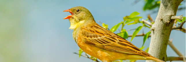 Nicolas Hulot s'engage à mettre un terme au braconnage de l'ortolan