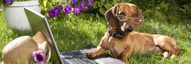Les chiens peuvent-ils lire dans nos pensées ?
