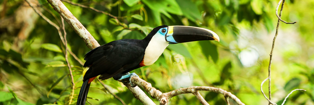 400 nouvelles espèces d’animaux et de plantes découvertes en Amazonie