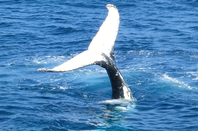 baleine, Sea Shepherd