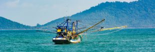 Un tiers des poissons pêchés par la Chine sont inconsommables par l'homme