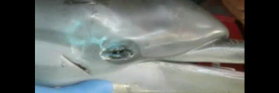 Un bébé dauphin meurt, encerclé par des touristes qui prennent des selfies