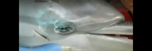 Un bébé dauphin meurt, encerclé par des touristes qui prennent des selfies