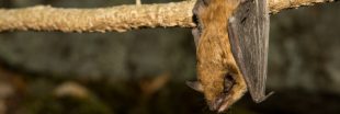 Chauve-souris enragée : comment éviter les contaminations ?