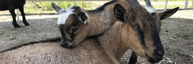 4 chèvres meurent en quelques heures à cause des visiteurs d’une ferme pédagogique