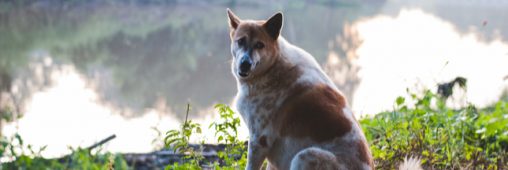 Cyanobactéries en Maine-et-Loire : huit chiens morts après une baignade