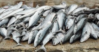 Le chinchard, un poisson en sursis Le chinchard, un poisson en sursis