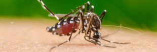 Le cas de dengue recensé en Haute-Garonne est-il contagieux ?