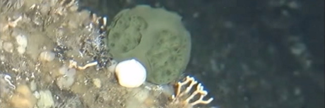 Une éponge miracle détruirait les cellules du cancer Une éponge miracle détruirait les cellules du cancer