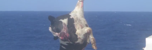 Exportations de bétail : des vaches à la mer... Exportations de bétail : des vaches à la mer...