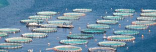 Aquaculture : et si les océans servaient à nourrir l'humanité ?