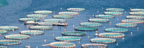 Aquaculture : et si les océans servaient à nourrir l’humanité ?