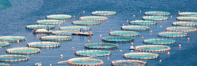 Aquaculture : et si les océans servaient à nourrir l'humanité ? Aquaculture : et si les océans servaient à nourrir l'humanité ?