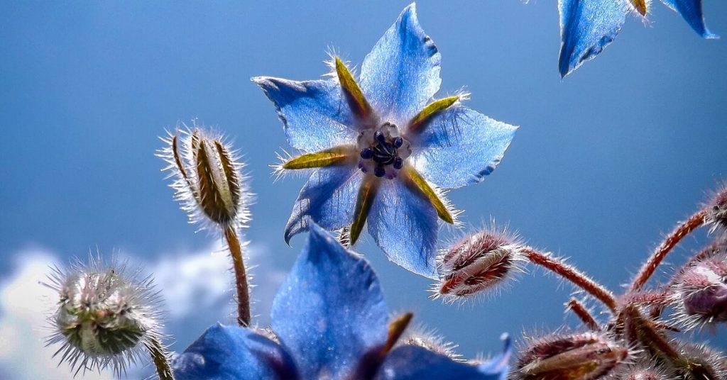 Plante médicinale : la bourrache, petite fleur bleue qui rend heureux