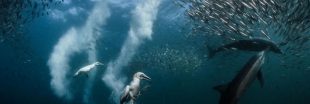Un photographe plongeur niçois récompensé par le prix National Geographic