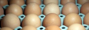 Oeufs contaminés au Fipronil : le scandale prend de l'ampleur