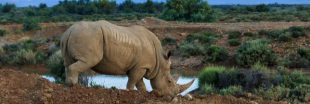 Controverse : des cornes de rhinocéros vendues aux enchères en Afrique du Sud