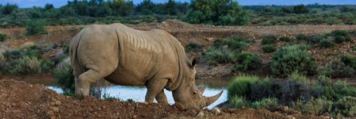 Controverse : des cornes de rhinocéros vendues aux enchères en Afrique du Sud