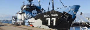 Pourquoi Sea Shepherd renonce à traquer les baleiniers japonais