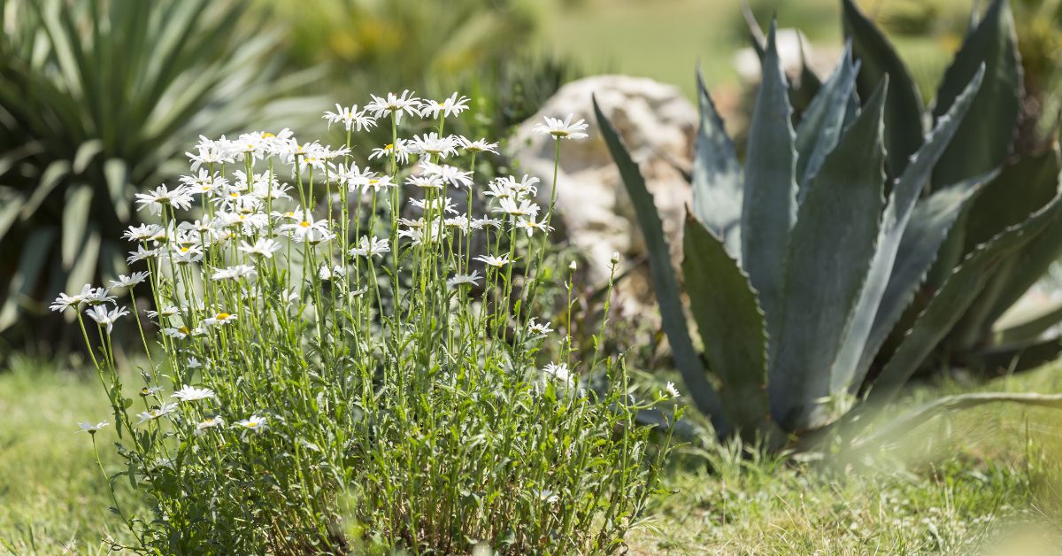 Économiser l'eau au jardin : le xéropaysagisme ou le jardinage sans eau Économiser l'eau au jardin : le xéropaysagisme ou le jardinage sans eau