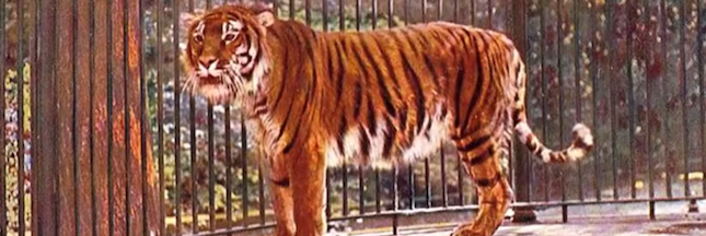 Le Kazakhstan va réintroduire des tigres après 70 ans d’absence