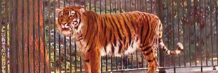 Le Kazakhstan va réintroduire des tigres après 70 ans d'absence