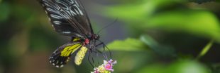 L'huile de palme met en danger le plus grand papillon du monde