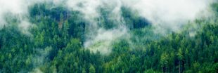 Déforestation : Greenpeace épingle le géant de l'industrie du mouchoir en papier