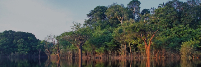 Le Brésil lance un grand projet de reforestation en Amazonie