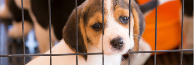 La Californie interdit la vente de chiens provenant d’élevages : victoire pour les animaux abandonnés