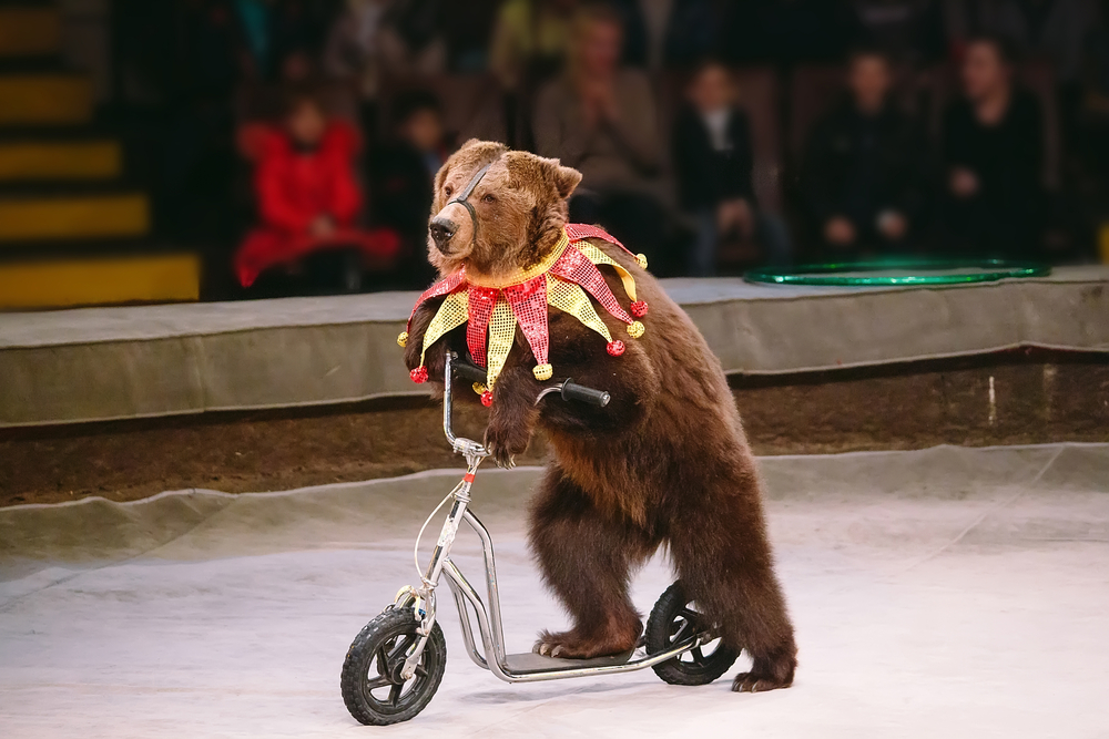 animaux de cirque